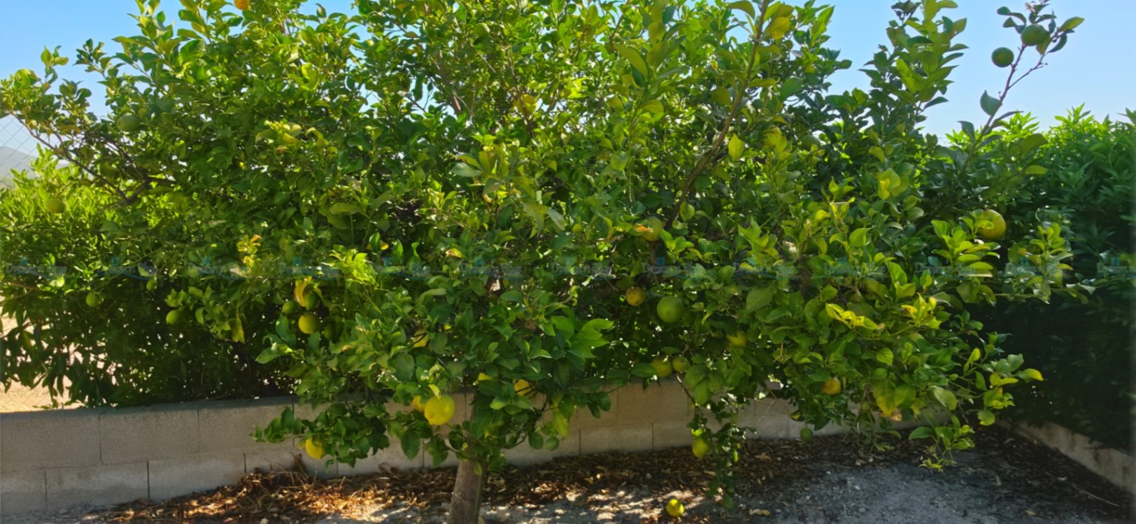 Villa for sale in Aielo de Malferit